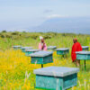 journey of maasai honey