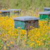 honey project