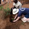 tree planting